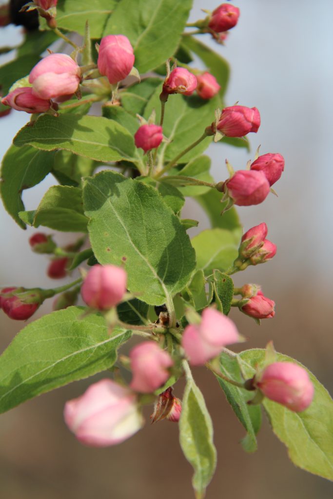 fiore rosa pera